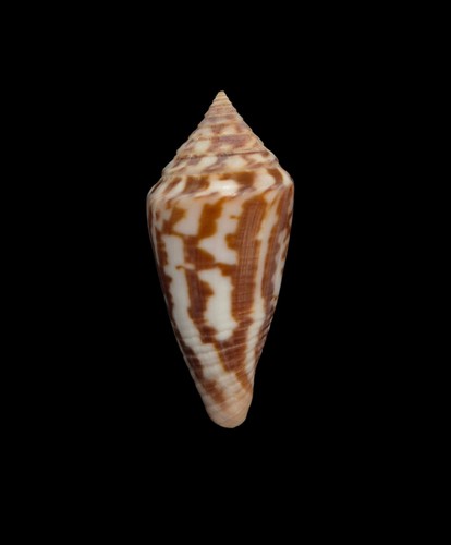 Conchiglia shell conus - conchiglia,