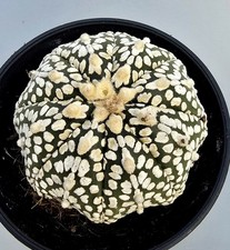 Astrophytum Asterias Super