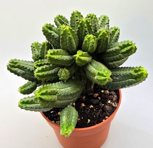 Euphorbia tubiglans cactus mz2 - euphorbia,