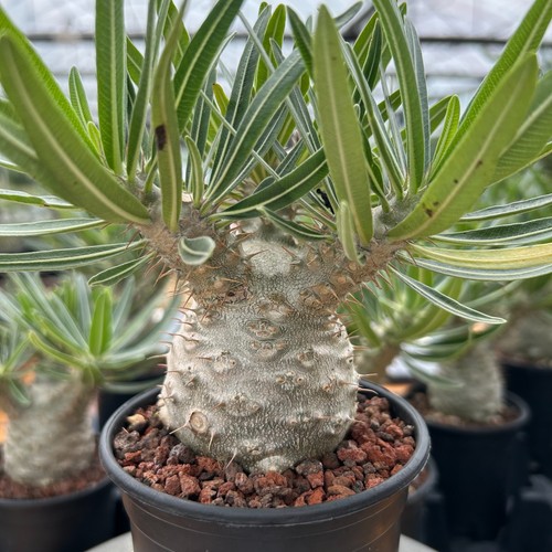 Pachypodium gracilius rara
