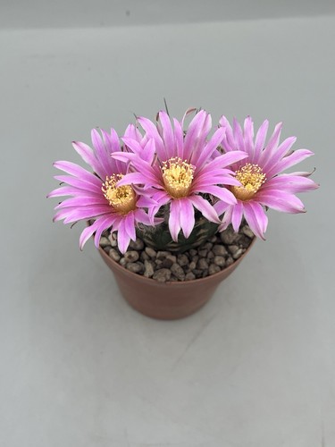 Echinocereus adustus rosa - echinocereus,