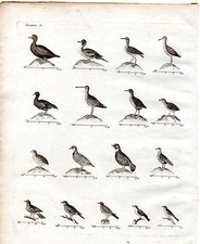 Incisione XVIII / Uccelli