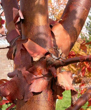 ACER GRISEUM  (pianta in vaso