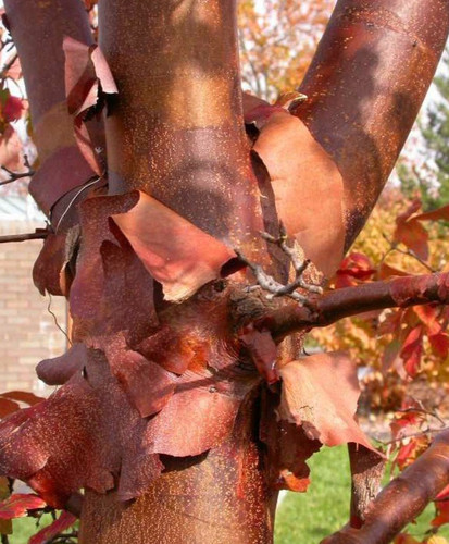 Acer griseum pianta in - griseum,