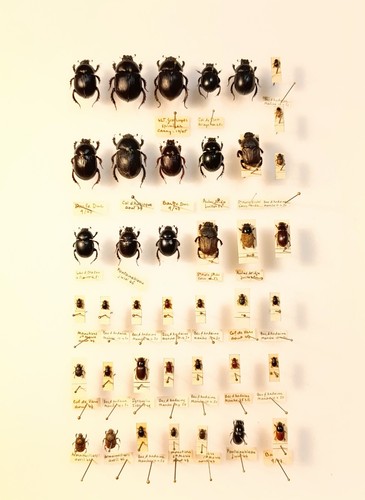 Entomology taxidermy - taxidermy,