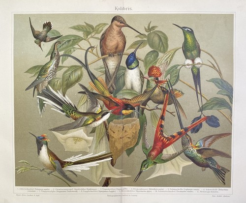 Grafica antica uccellini - grafica,
