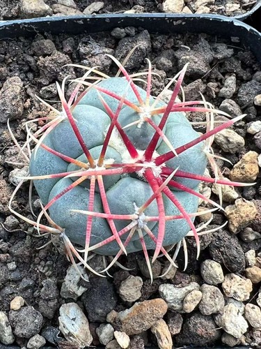 2pcs 3cm rarapianta succulenta - rarapianta,