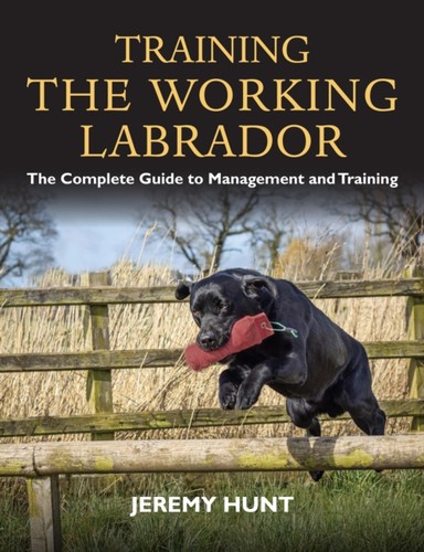 Training the working - training, labrador