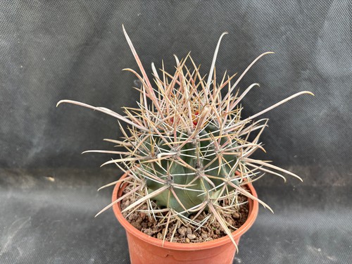 Ferocactus viscainensis - ferocactus,