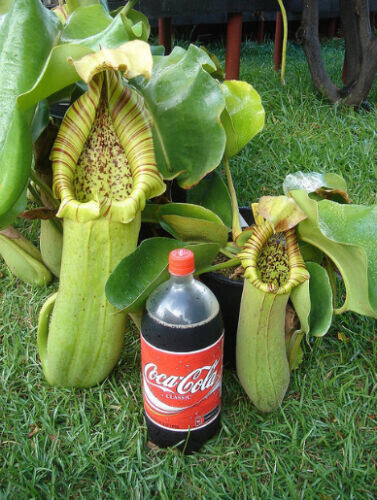 Nepenthes truncata pianta - -,