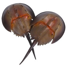  2 Pezzi Granchio Artificiale