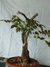 Bonsai di Glicine 70x30cm In