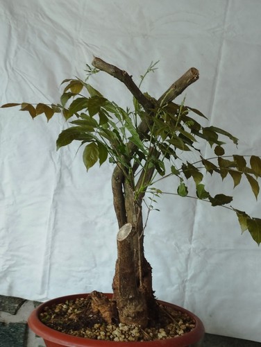 Bonsai glicine 70x30cm in - di,