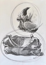 ANGELO BONI 49x35 disegno a