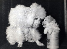 Foto vintage Inghilterra, Barboncini, 1957, stampa 24x15 cm