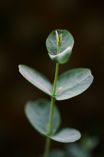 Olio essenziale eucalipto - olio,