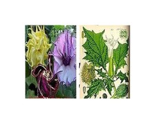15x Rare Datura Colorate Mix