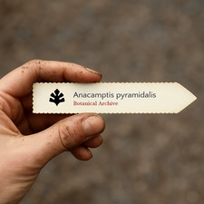 Anacamptis pyramidalis seeds - pyramidalis,