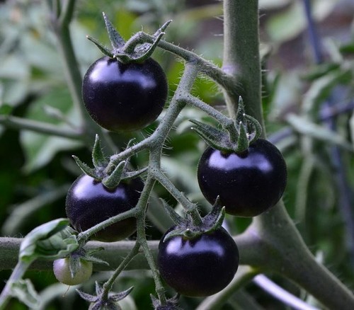Pomodoro ciliegino nero - nero,