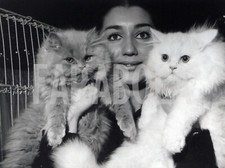 Foto vintage Francia, Persiano bianco e persiano blu, 1969, stampa 24x18 cm