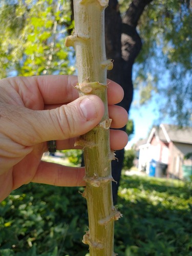 Yuca cassava live - 5, cuttings