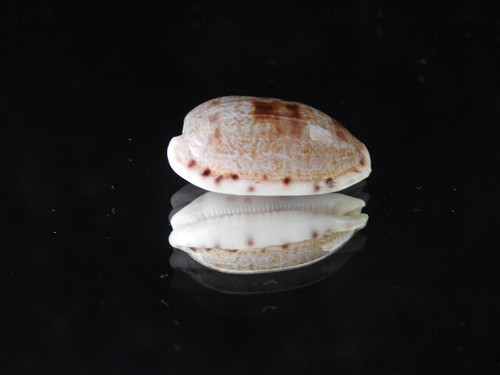Sea shell cypraea pellucens - sea,