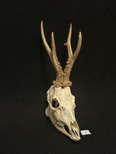 Roe deer horns. Antlers