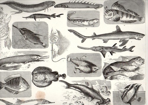 1870 pesci marini squali razze - 1870,