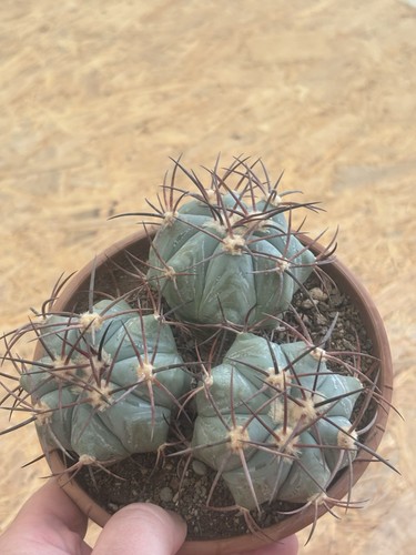 Echinocactus horizonthalonius - echinocactus,