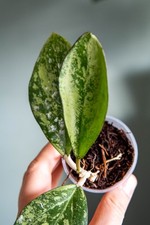 Hoya patcharawalai 023 (icensis silver splash) radicato e in crescita