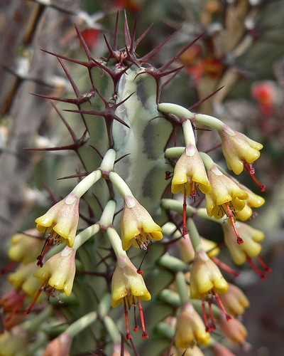 Euphorbia greenwayi - , (tanzania)