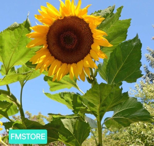 Girasole gigante sunflower - gigante,