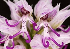 500/1000 Semi Orchis italica x