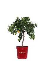 Pianta di Agrume Nano vera