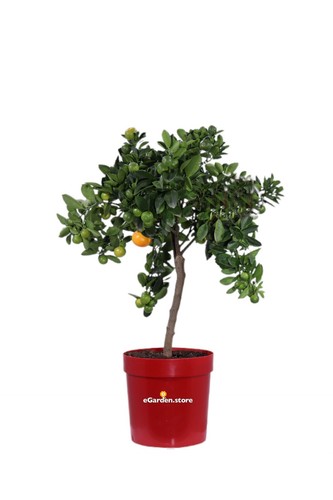 Pianta agrume nano - di,