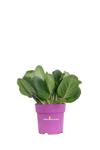 Pianta vera bergenia - vera, di