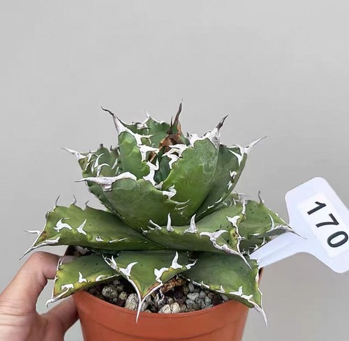 Rare 1pcs pot 14cm - rare, cacti