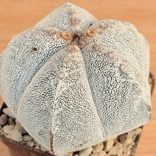 Astrophytum onzuka ,  pot 10