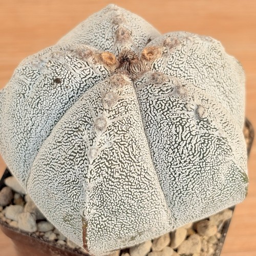 Astrophytum onzuka pot 10 - onzuka,