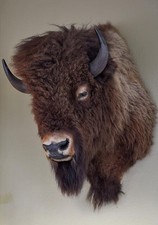 Testa trofeo bufalo o bisonte