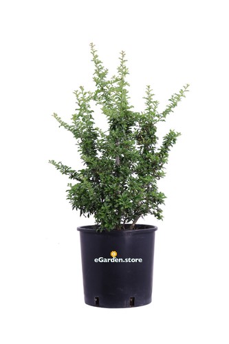 Pianta pyracantha coccinea - pianta, di