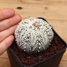 Astrophytum superkabuto Vaso 8