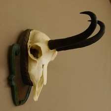 Gamsgeweih Camoscio Gemme