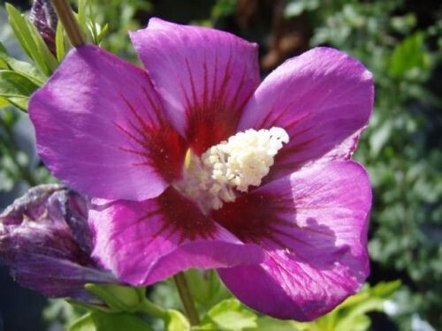 Semi hibiscus rose of - -hibiscus-rose,