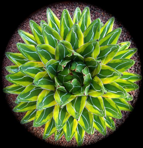 Agave victoriae reginae - victoriae-reginae, cv