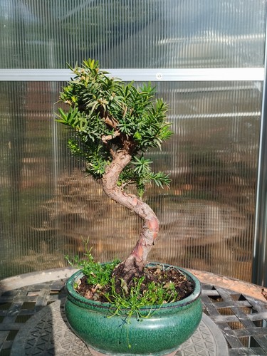 Bonsai taxus baccata - bonsai,