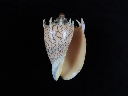 Sea shell voluta imperialis - shell,