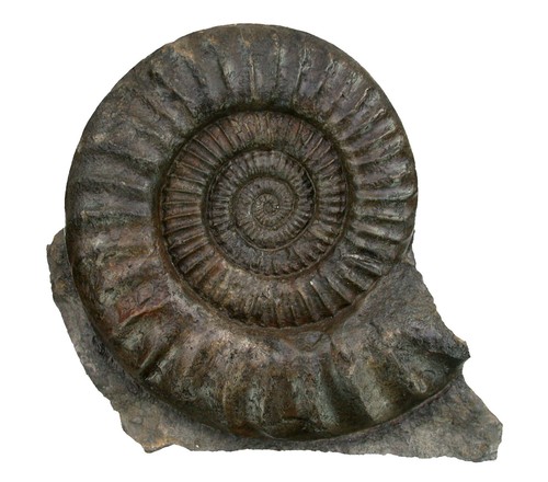 Lias arietites pinguis ottima - arietites,