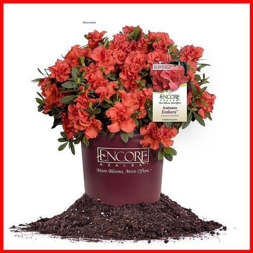 Perfect plants live - perfect,