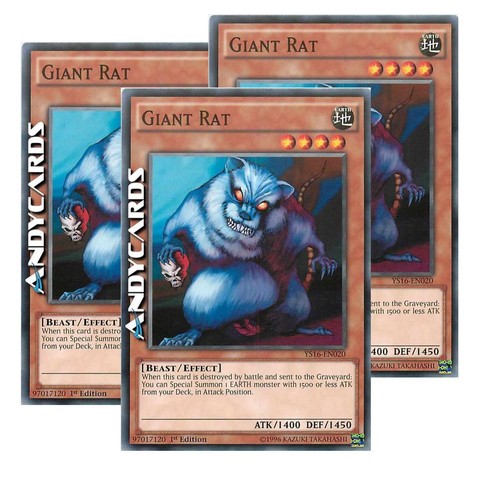 Giant rat ratto - •, (ratto
